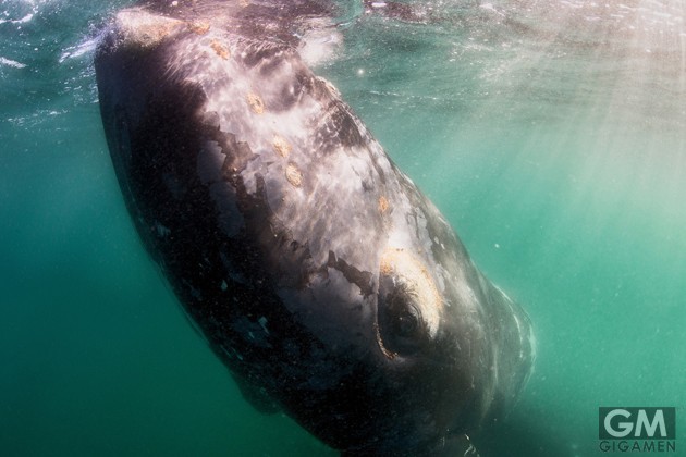 gigamen_Southern_Right_Whales01