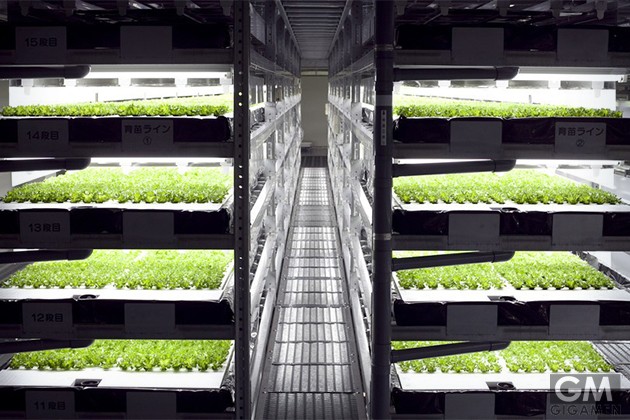 automated-farming-vegetable-factory-2
